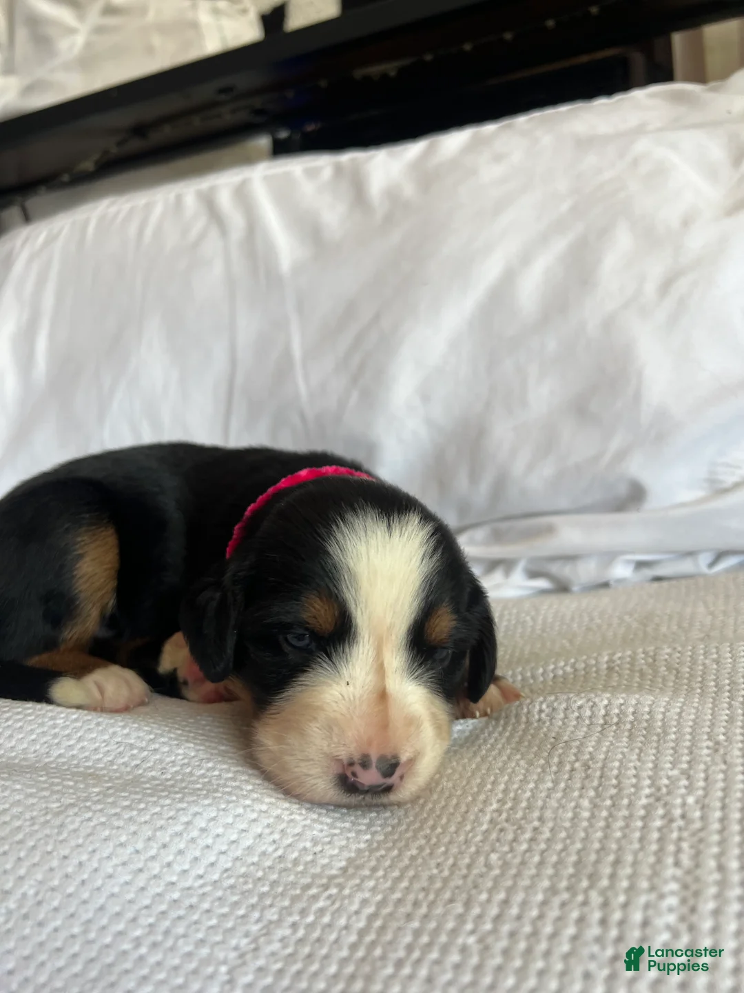 Bernese Mountain Dog dogs for sale: Dark Pink Female - Ad 2