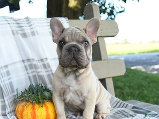 French Bulldog dogs - Ad 6