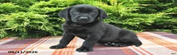 Labrador Retriever dogs for sale: Kash - Ad 5