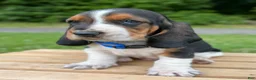 Basset Hound dogs for sale: Oscar - Ad 18