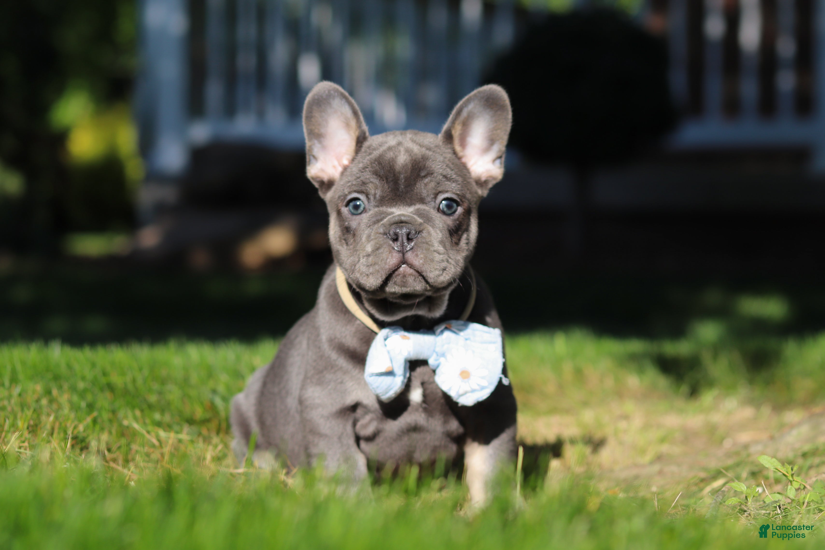 French Bulldog dogs for sale: Marshall - Ad 6