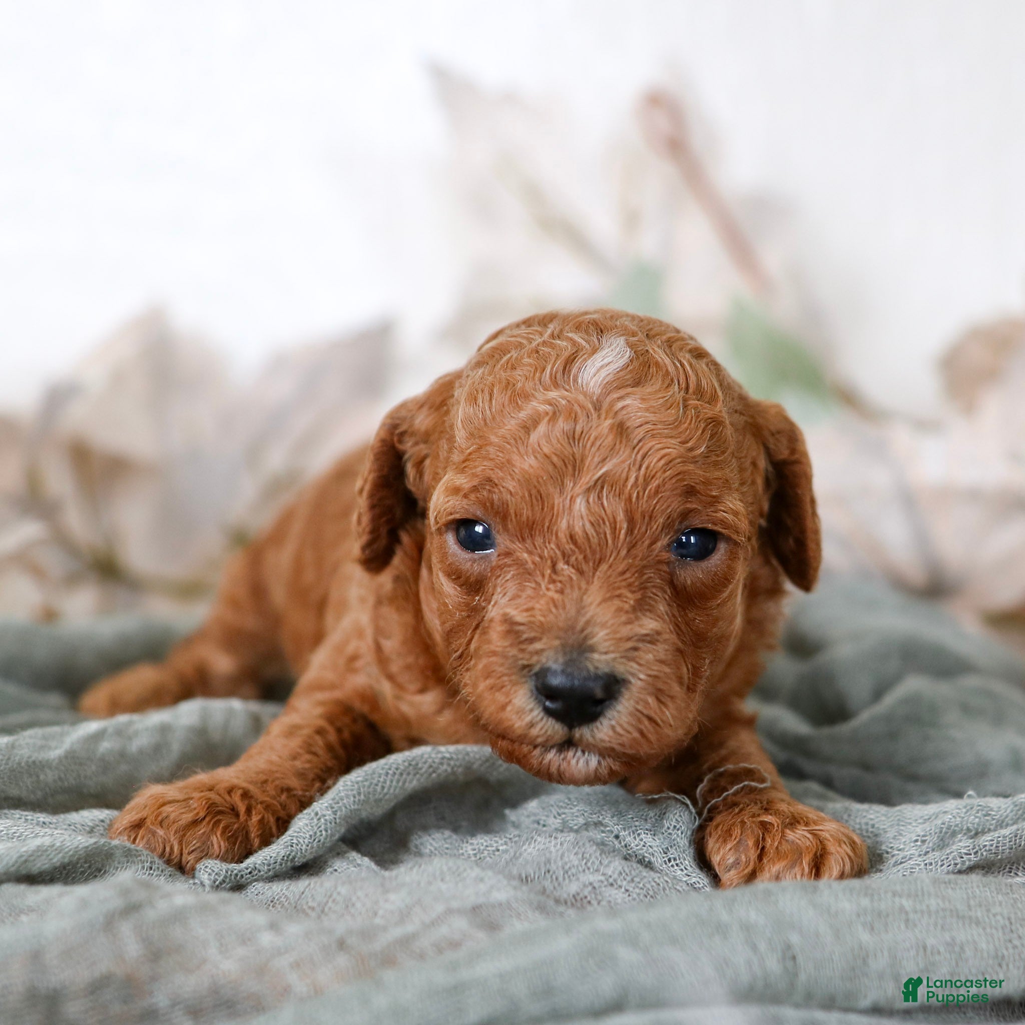 Cavapoo dogs for sale: Lucy Cavapoo  - Ad 1