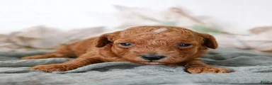 Lucy Cavapoo 
