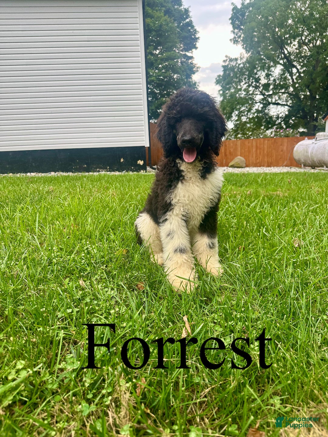 Standard Poodle dogs Forrest - Ad 1