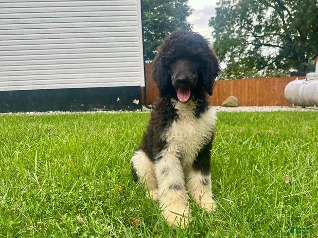 Standard Poodle dogs for sale: Forrest - Ad 1