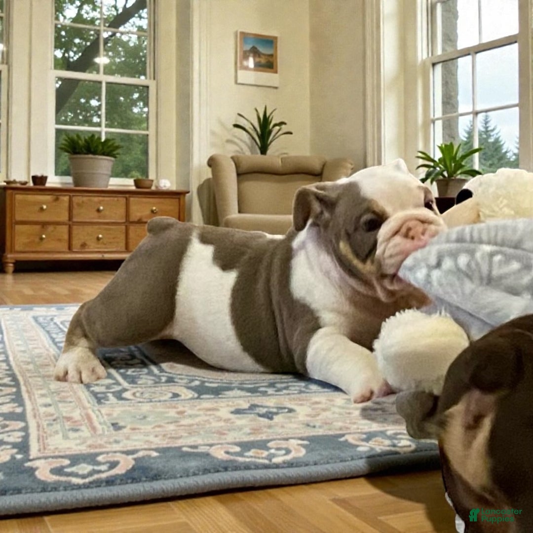 English Bulldog dogs for sale: Romeo - Ad 7