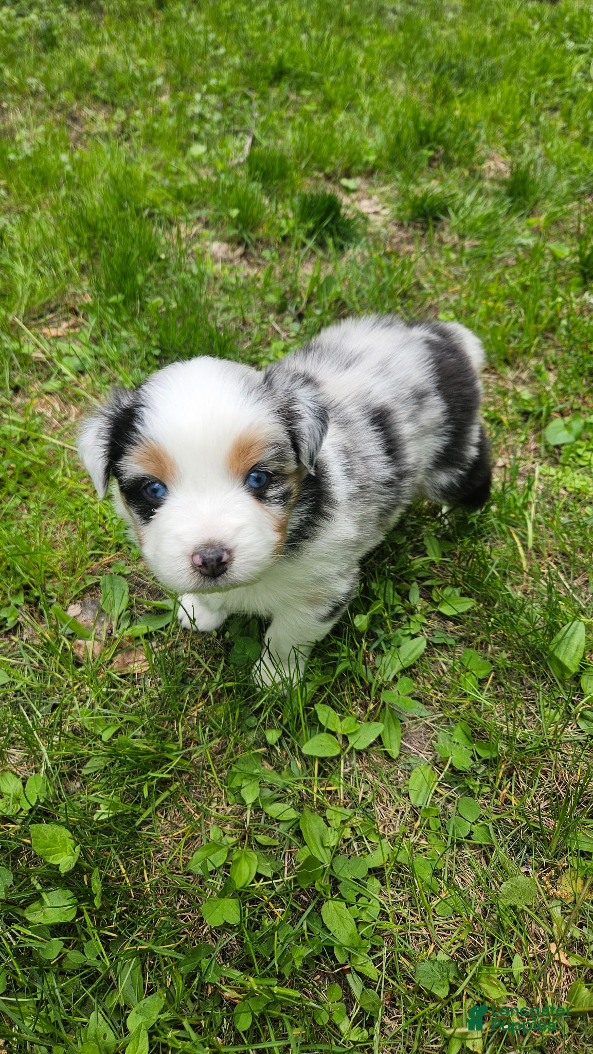 Australian Shepherd dogs Meadow - Ad 39