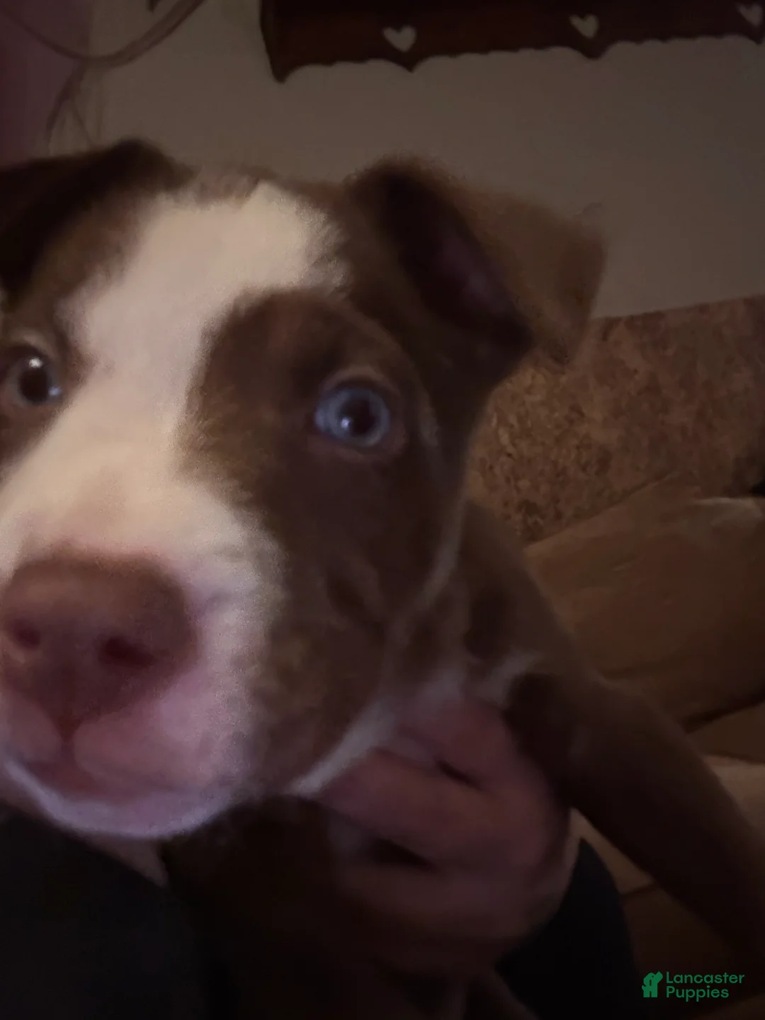 Pitsky dogs for sale: Kit Kat - Ad 6