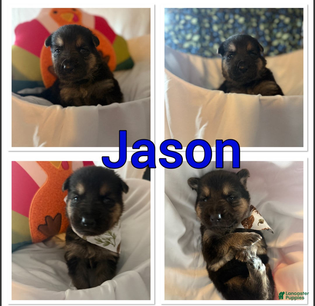 German Shepherd dogs for sale: German Shepherd Puppy 7 - Ad 9