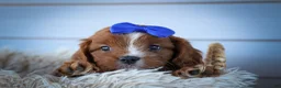 Cavapoo dogs for sale: Kyle🐾 - Ad 9