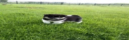 Shiba Inu dogs for sale: Tyson - Ad 4