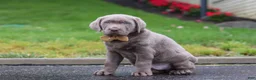 Labrador Retriever dogs for sale: Smoke - Ad 6