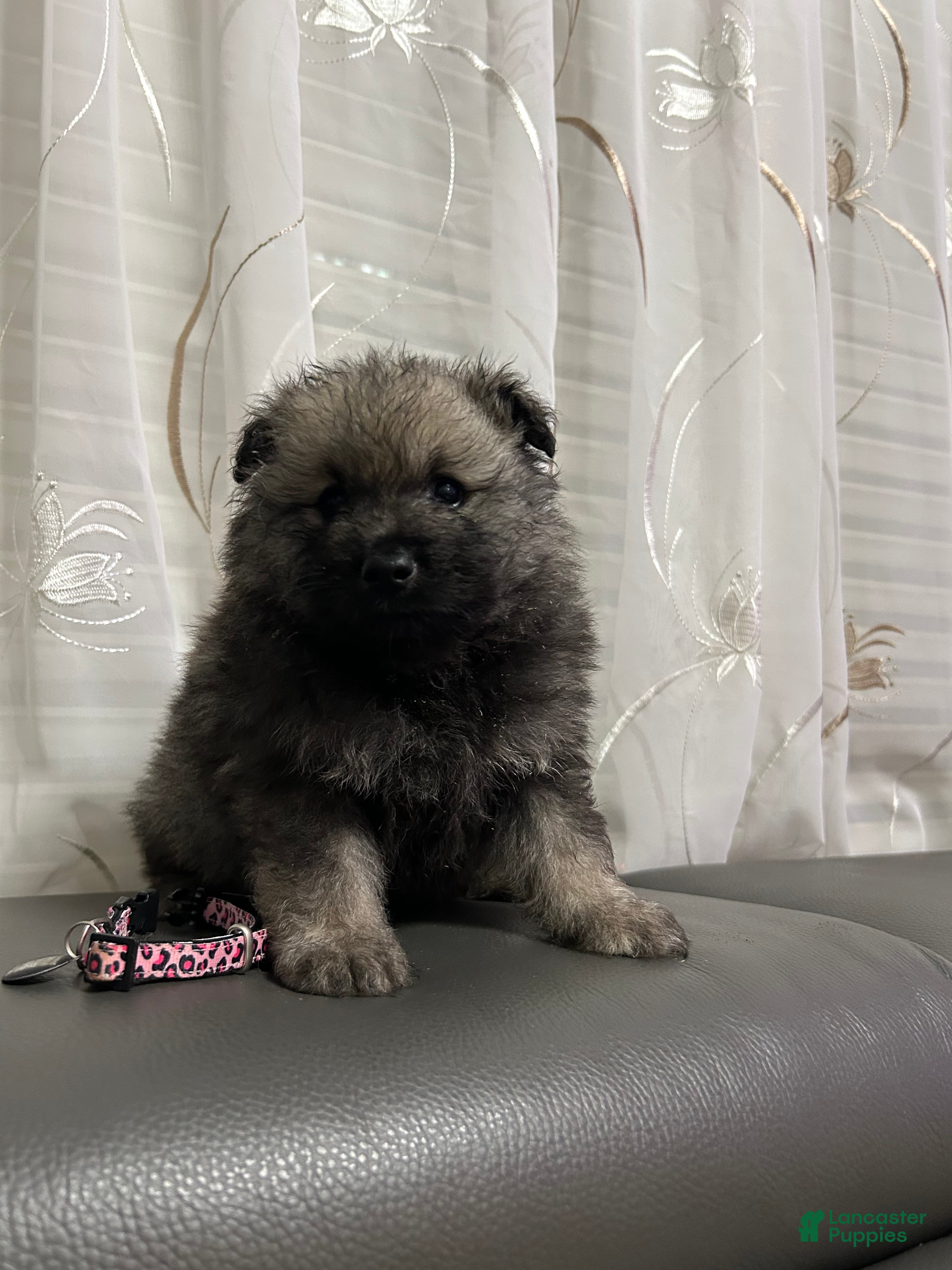 Keeshond dogs Nala - Ad 5