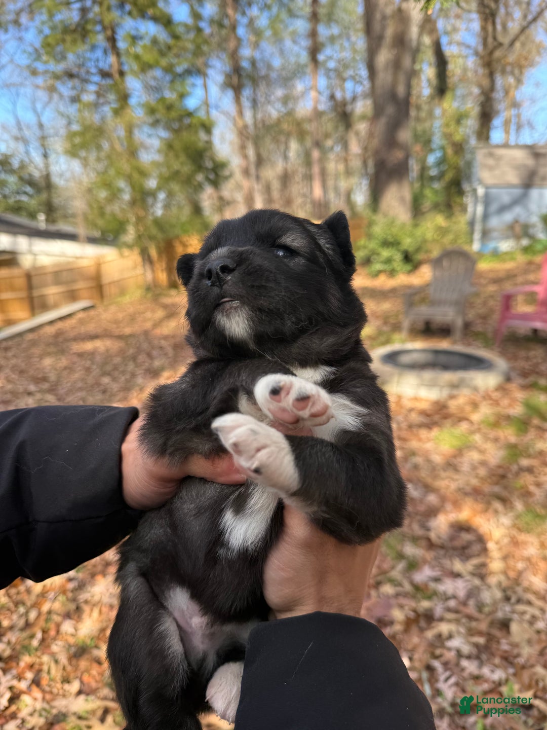 Siberian Husky dogs for sale: Dark - Ad 4