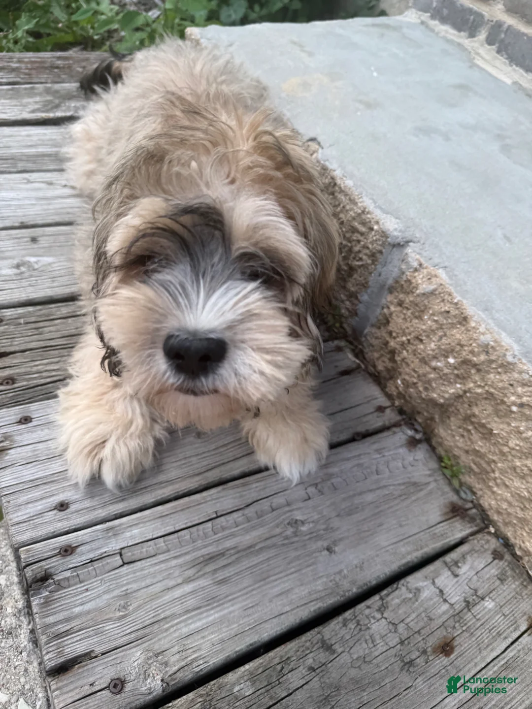 Cocker Spaniel dogs for sale: Cocker Spaniel Puppy 1 - Ad 2