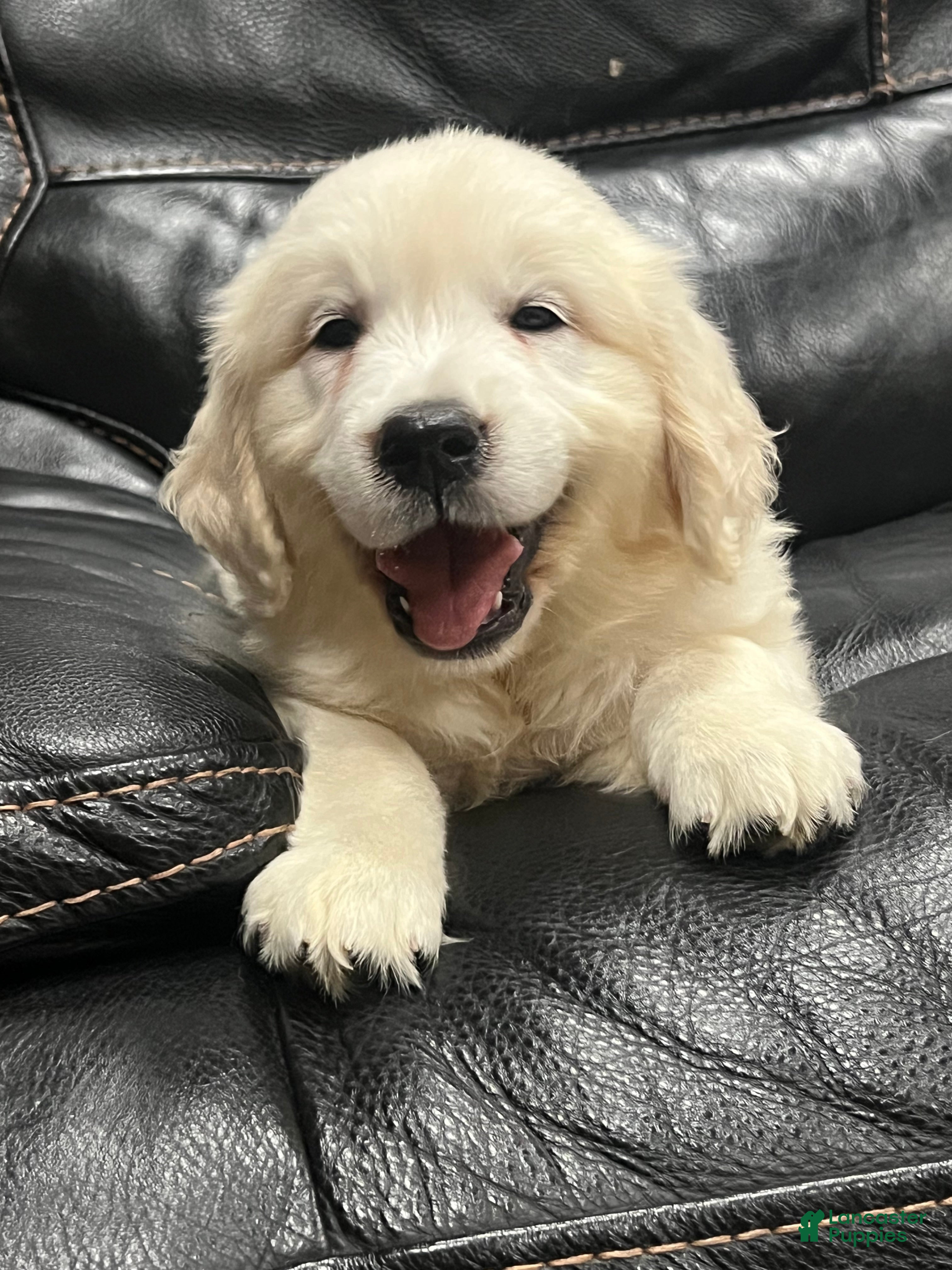Golden Retriever dogs Golden Retriever 2 - Ad 2