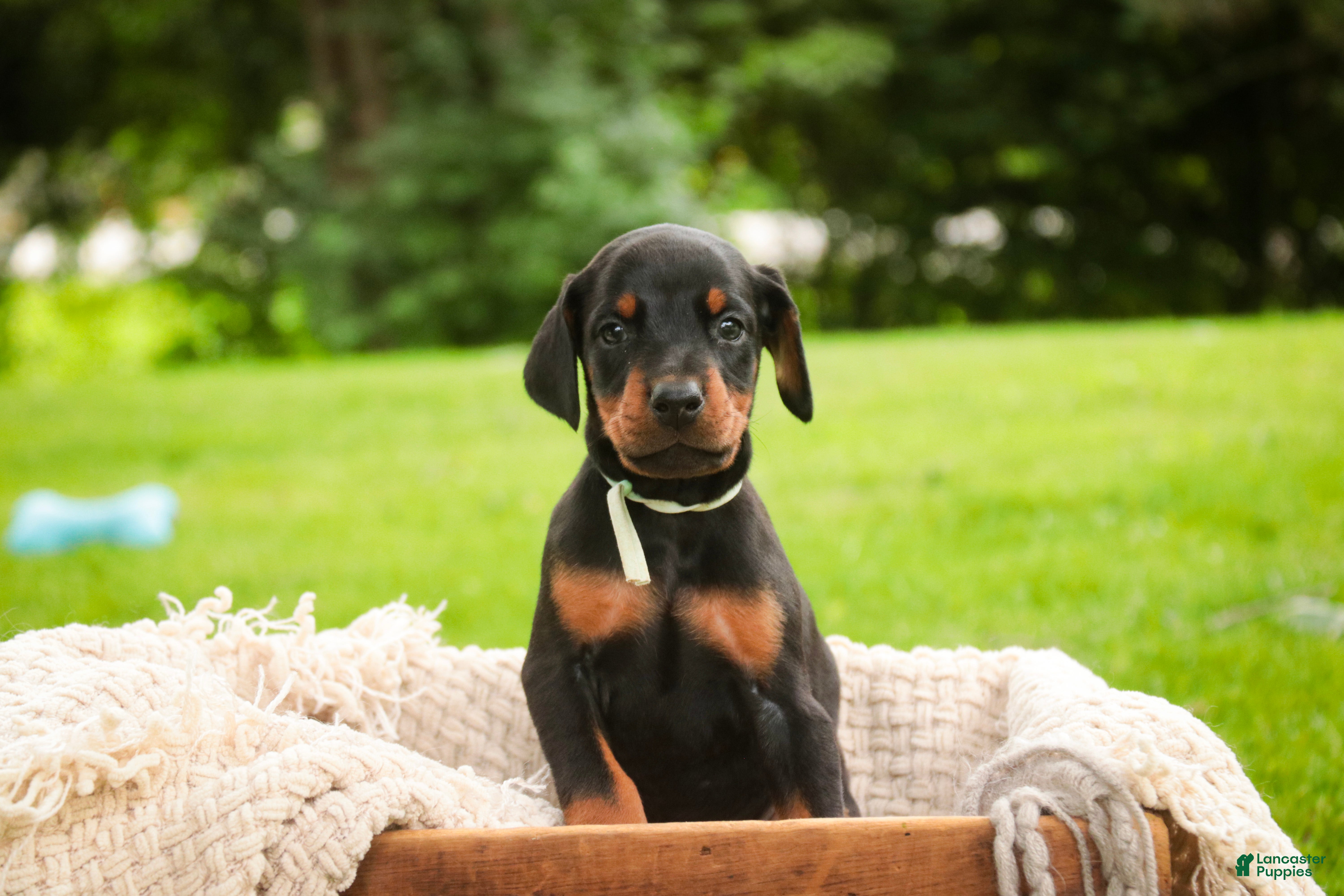 Doberman Pinscher dogs for sale: Reverie - Ad 4