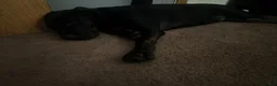 Cane Corso dogs for sale: Bubba - Ad 2