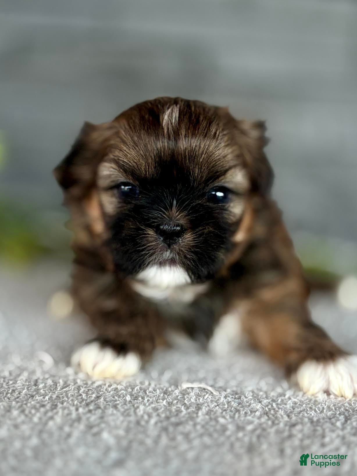 Shih Tzu dogs for sale: Curry Shih Tzu Puppy  - Ad 3