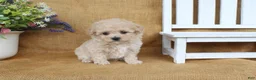 Bichpoo dogs for sale: Jasmine - Ad 3