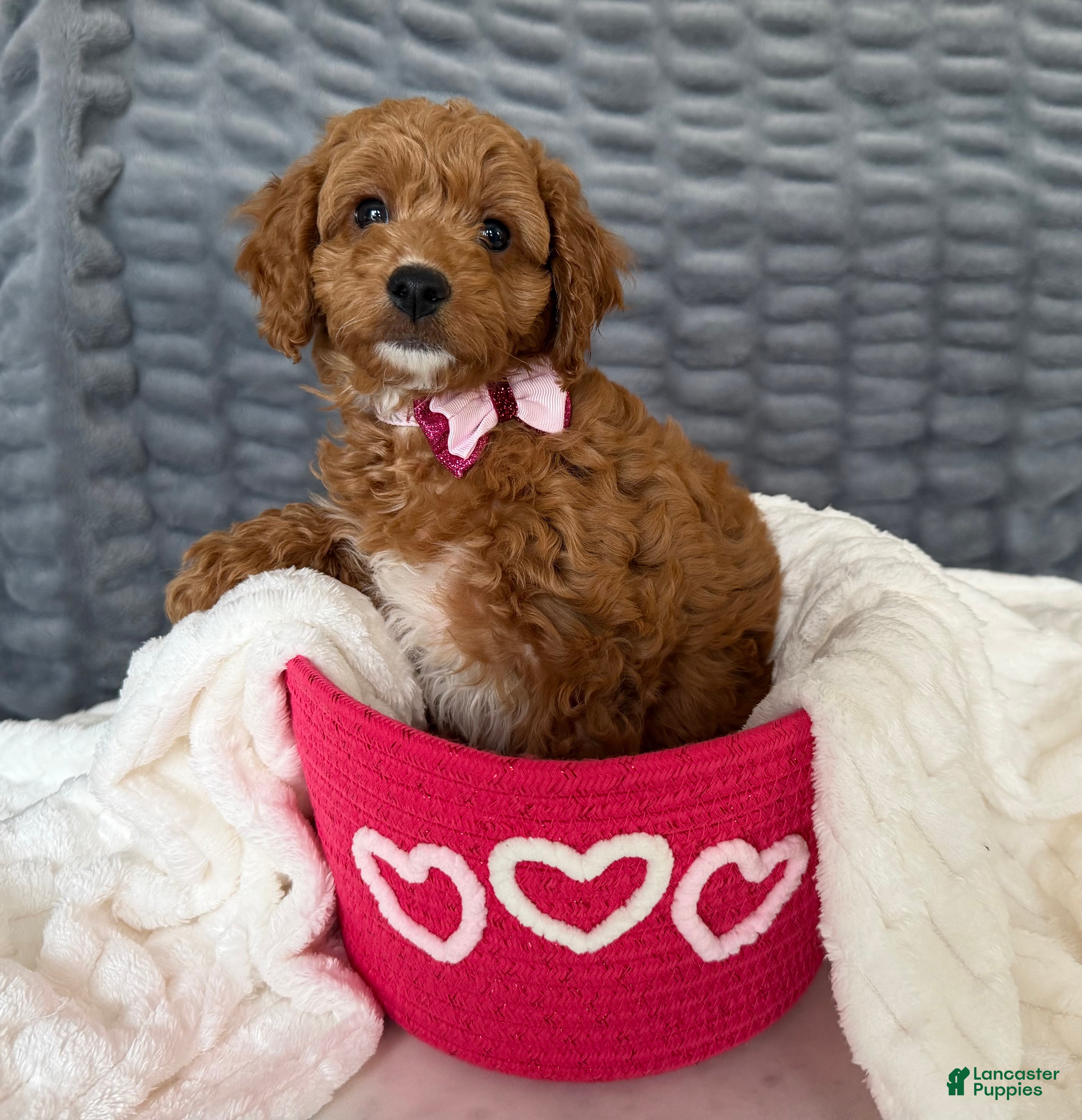 Mini Goldendoodle dogs Cocoa - Ad 2