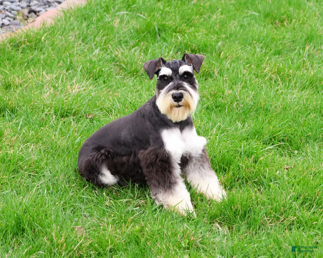 Miniature Schnauzer dogs for sale: Jasper  - Ad 2