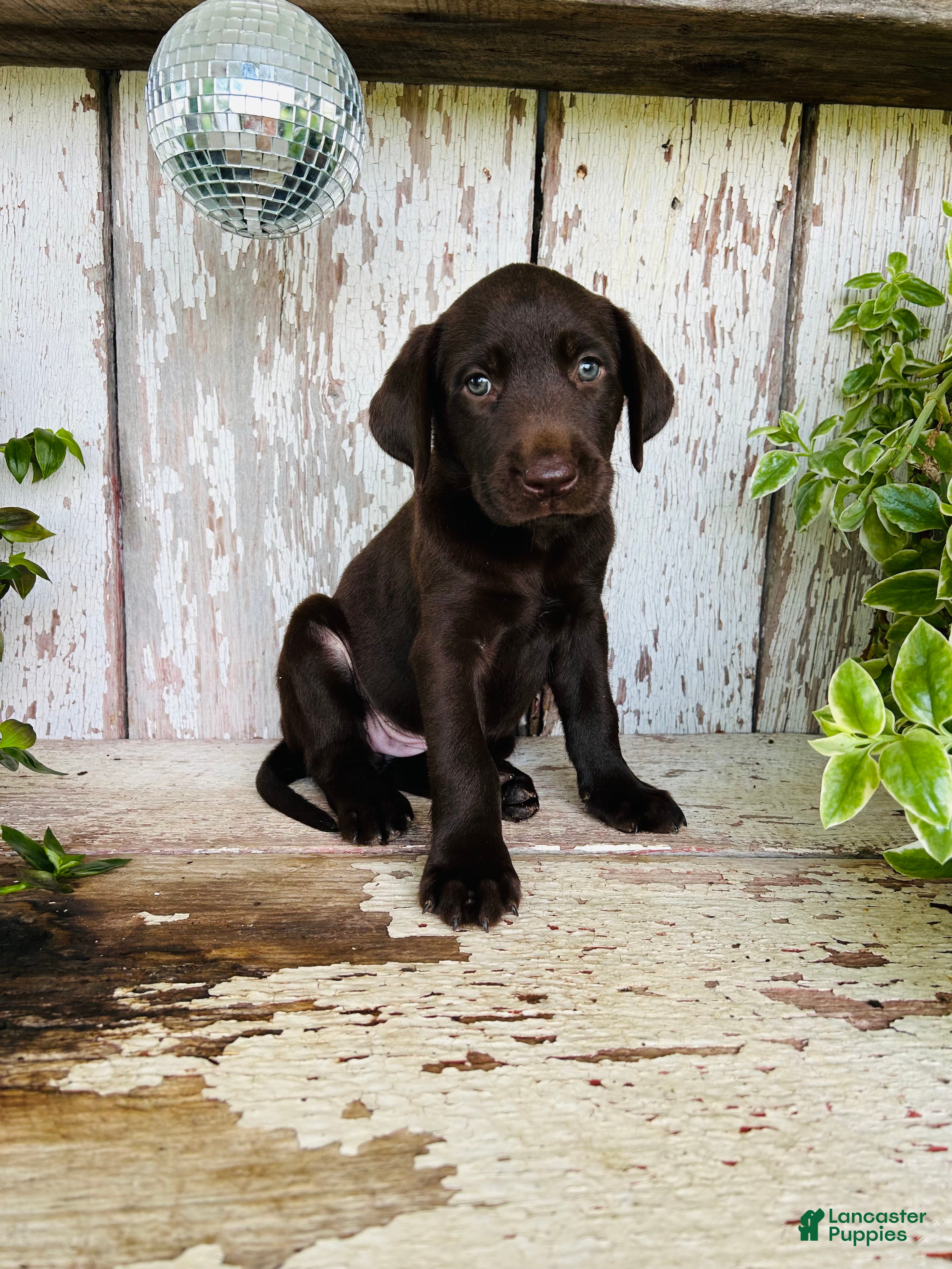 Labrador Retriever dogs Fay - Ad 2