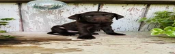 Labrador Retriever dogs for sale: Fay - Ad 2