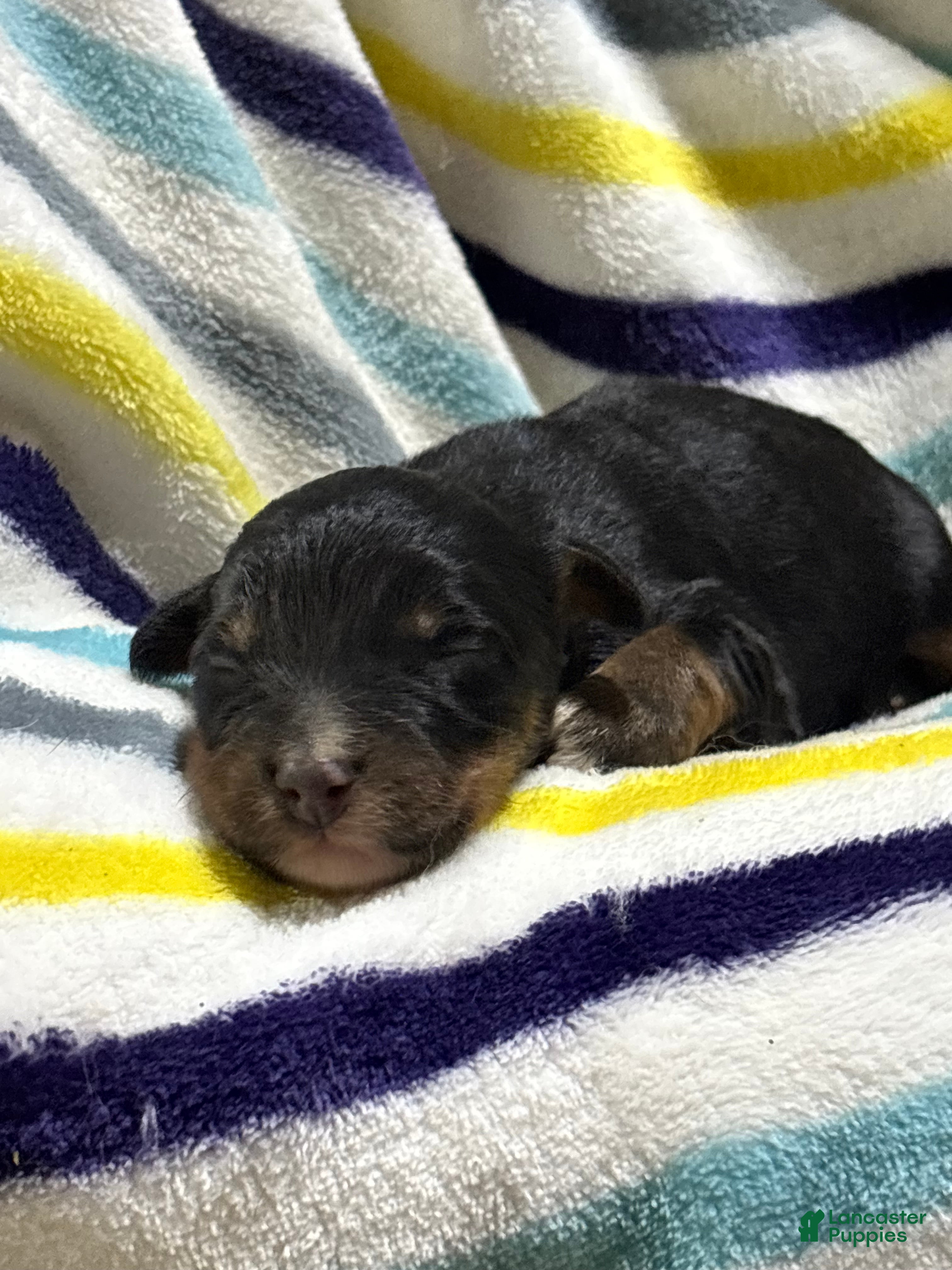 Aussiedoodle dogs Aussiedoodle 8 - Ad 2