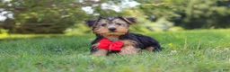 Morkie dogs for sale: Marcus - Ad 7