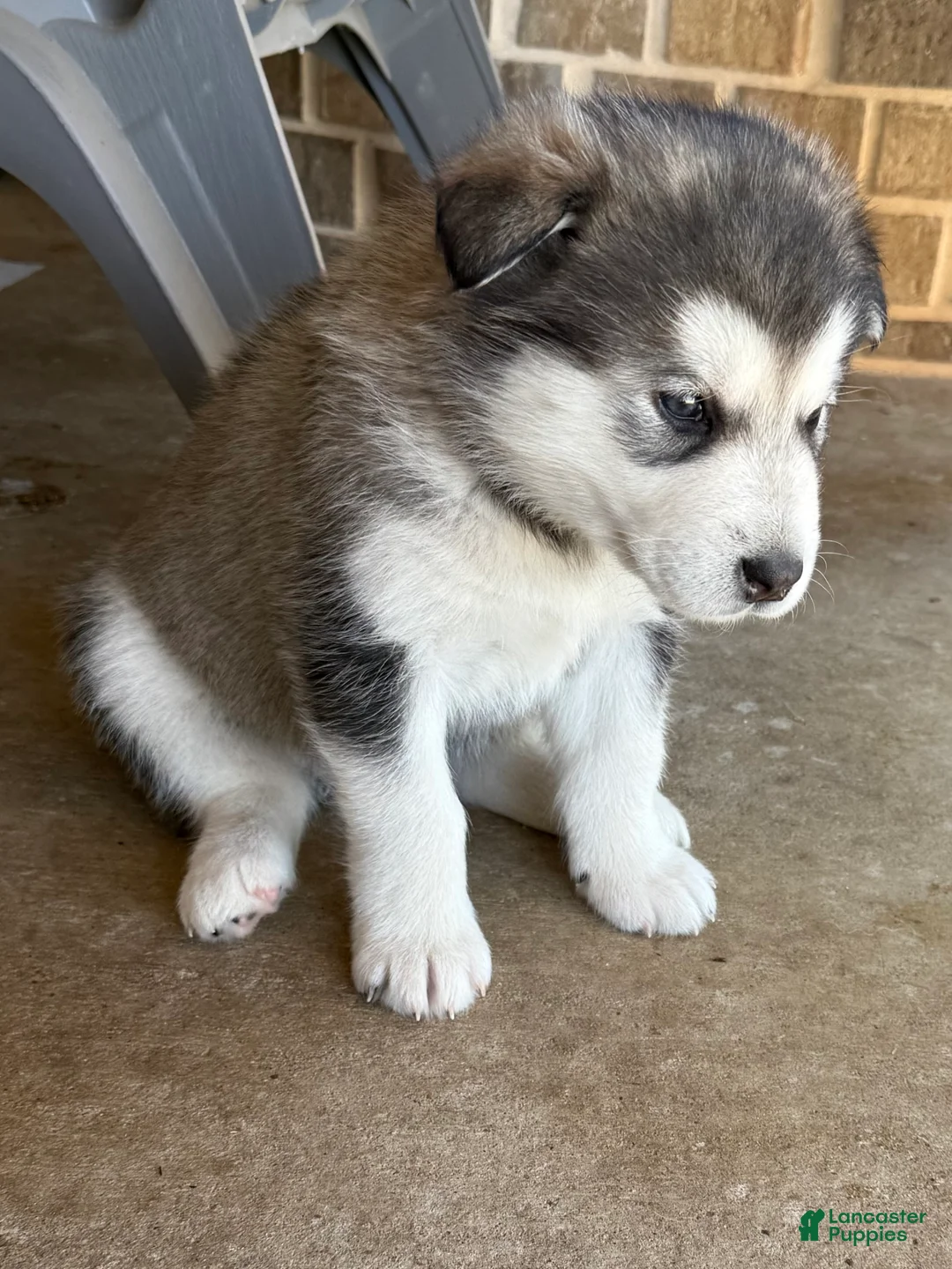 Alaskan Malamute dogs for sale: Alaskan Malamute Puppy 4 - Ad 5