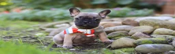 French Bulldog dogs for sale: Benny - Ad 3
