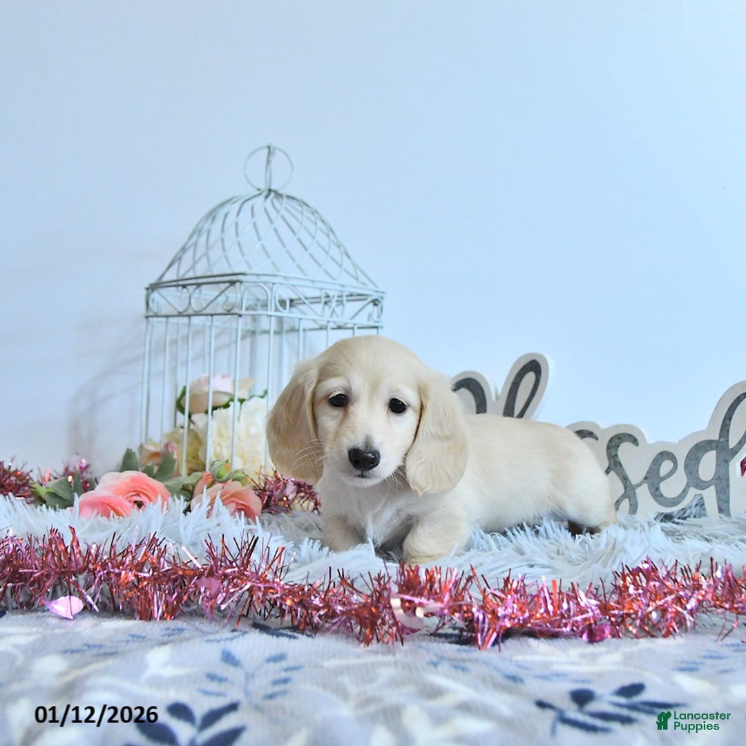 Miniature Dachshund dogs for sale: Finnley - Ad 3