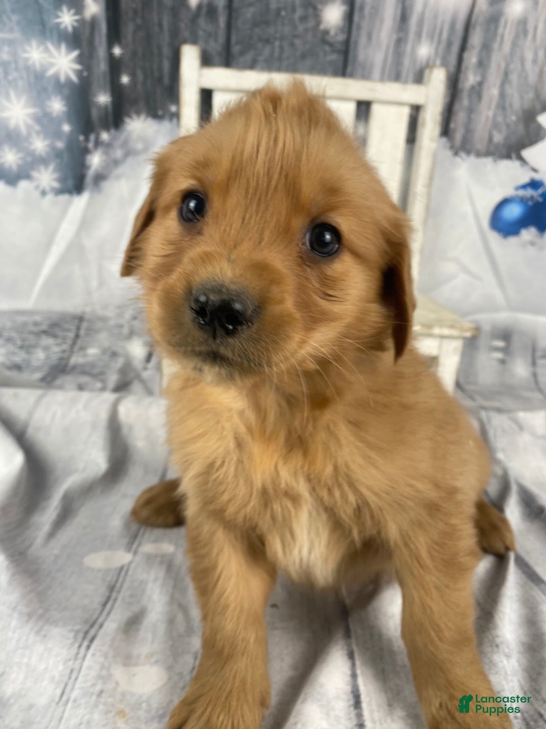 Golden Retriever dogs for sale: Julie - Ad 1