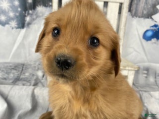 Golden Retriever dogs Julie - Ad 7