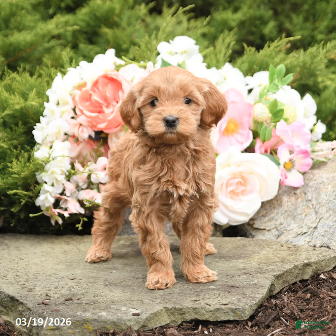 Mini Goldendoodle dogs for sale: Shirley - Ad 1