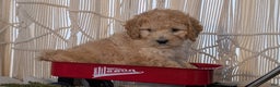 Cavapoo dogs for sale: Azzi - Ad 8