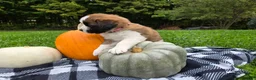 Saint Bernard dogs for sale: Willow - Ad 9
