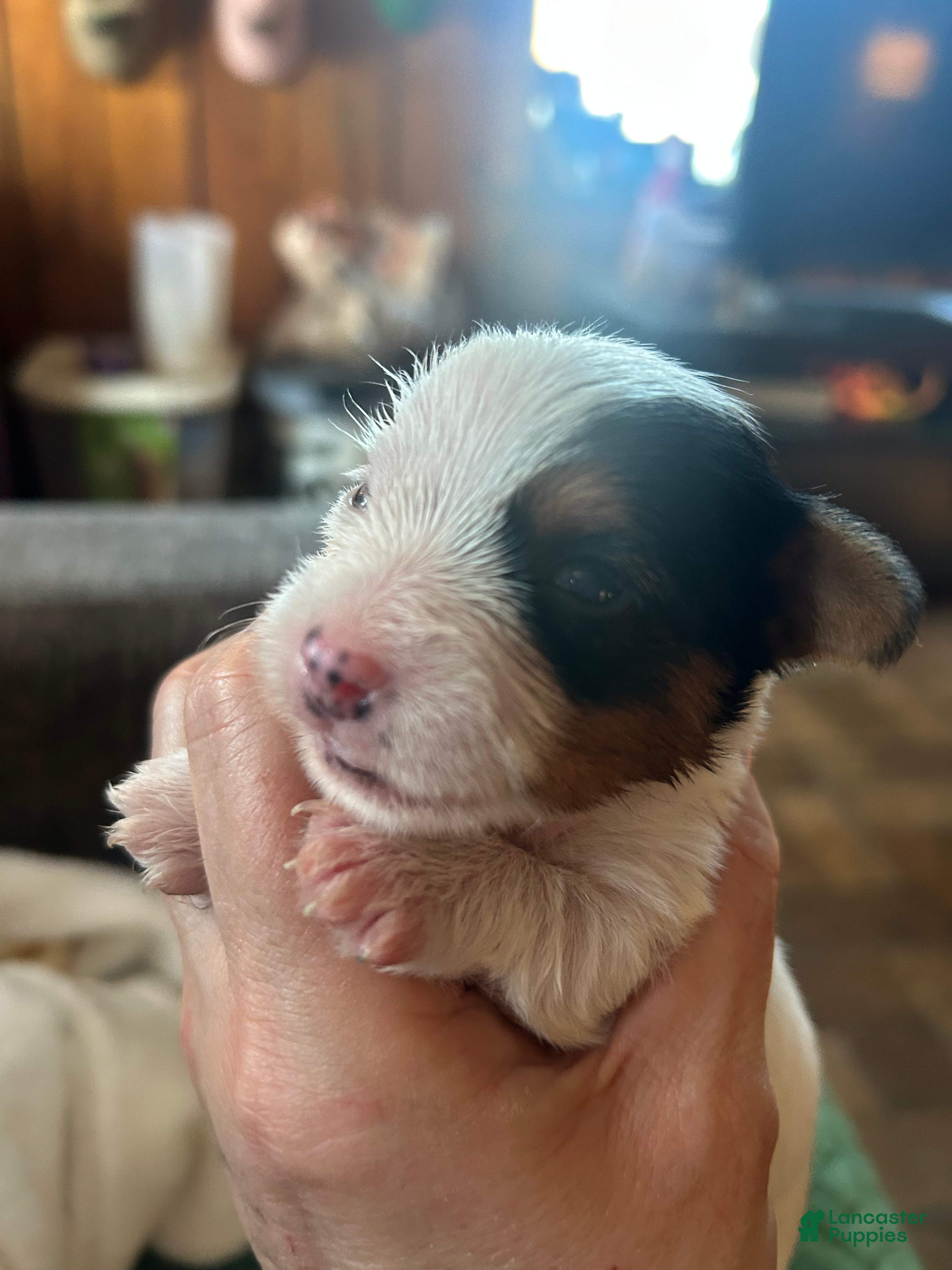 Yorkshire Terrier dogs for sale: Yorkshire Terrier Puppy 1 - Ad 1