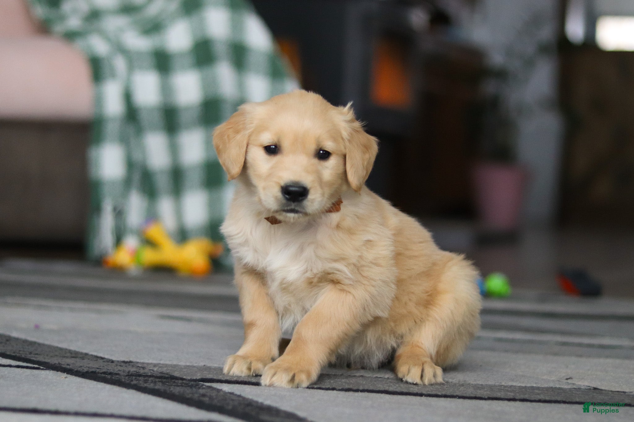 Golden Retriever dogs Tiger - Ad 2