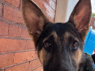 German Shepherd dogs - Ad 40