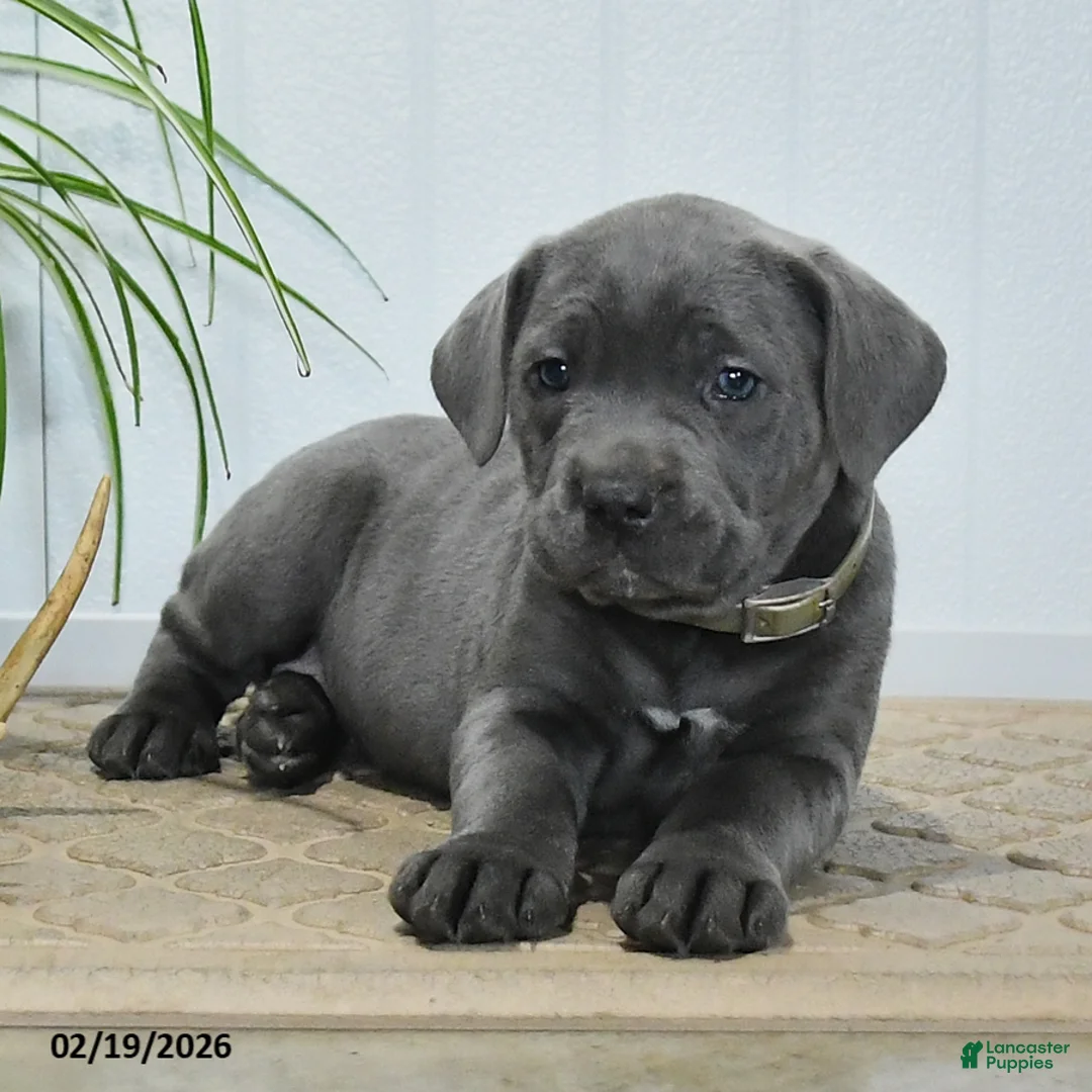 Cane Corso dogs for sale: Glory - Ad 3