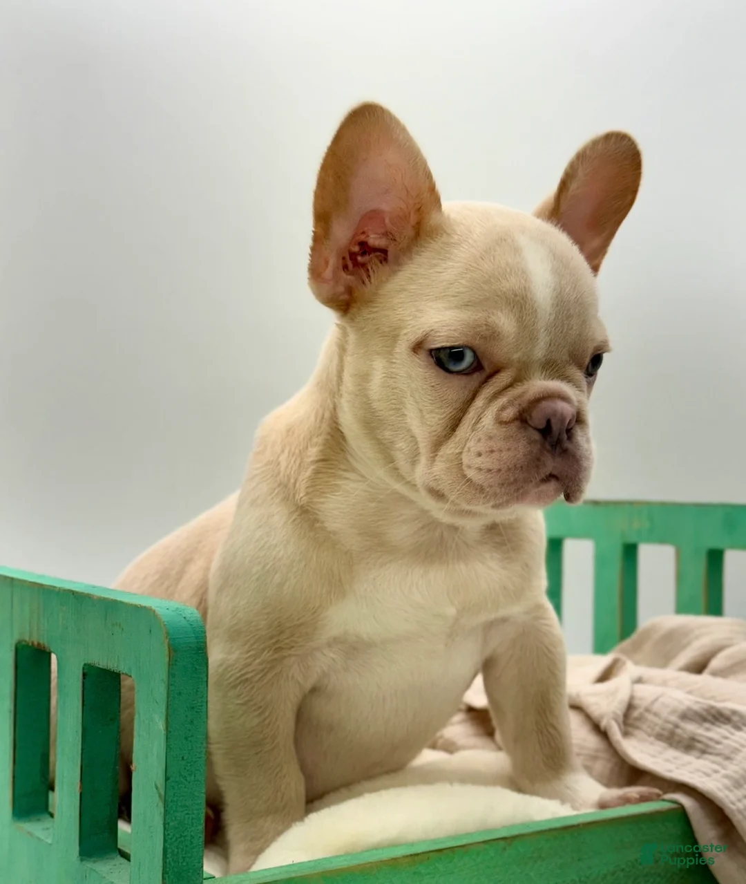 French Bulldog dogs for sale: French Bulldog Puppy 4 - Ad 1