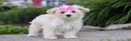 Maltipoo dogs for sale: Ana - Ad 4