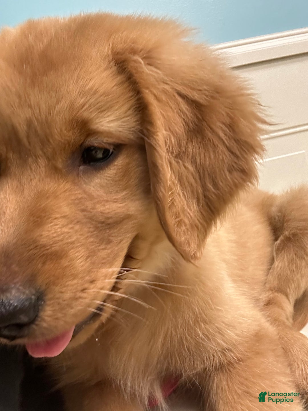 Golden Retriever dogs for sale: Golden Retriever Dark Pink Girl - Ad 46