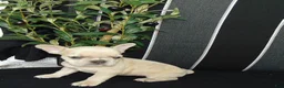 French Bulldog dogs for sale: Minnie - Ad 8