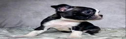 Boston Terrier dogs for sale: Miss Macy - Ad 6