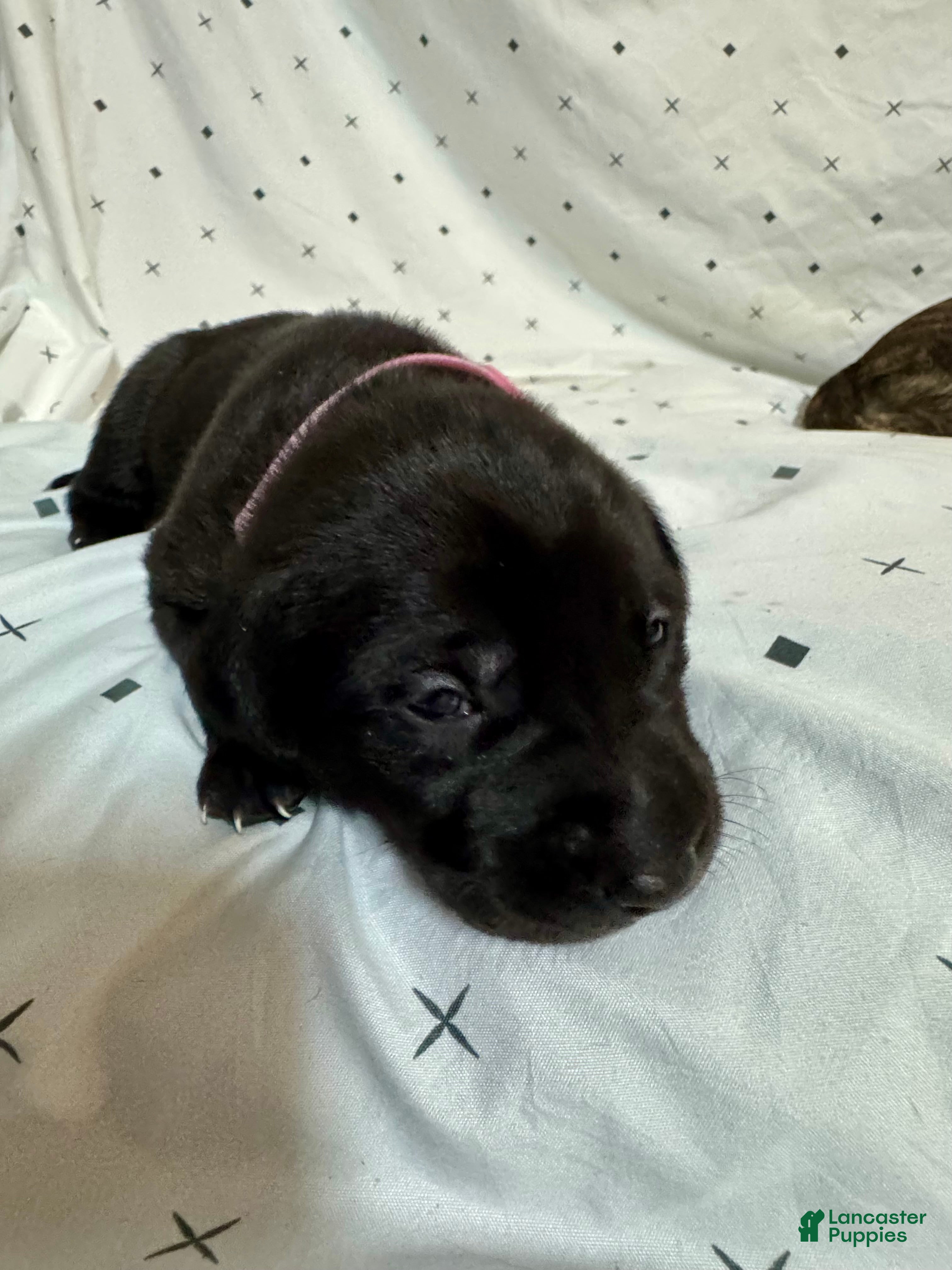 Mixed Breed dogs Mixed Breed Puppy 1 - Ad 10