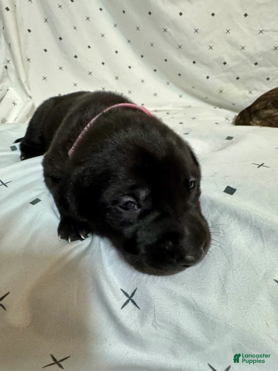 Mixed Breed dogs for sale: Mixed Breed Puppy 1 - Ad 1