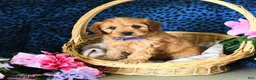 Cavapoo dogs for sale: Carter - Ad 3